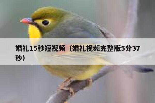 婚礼15秒短视频（婚礼视频完整版5分37秒）