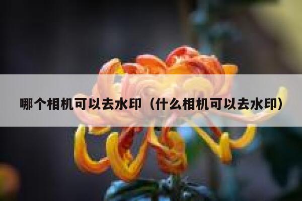 哪个相机可以去水印（什么相机可以去水印）