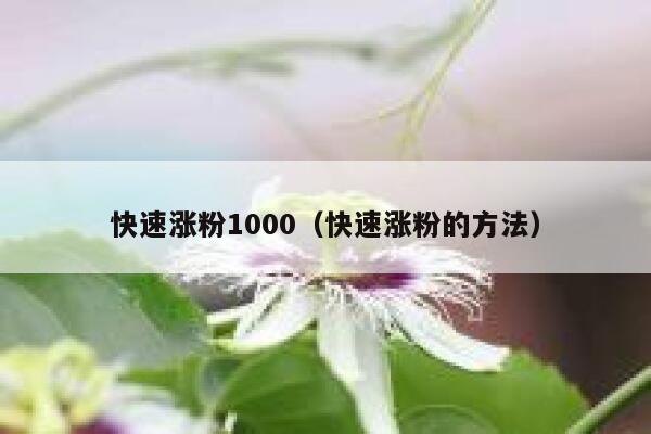 快速涨粉1000（快速涨粉的方法）